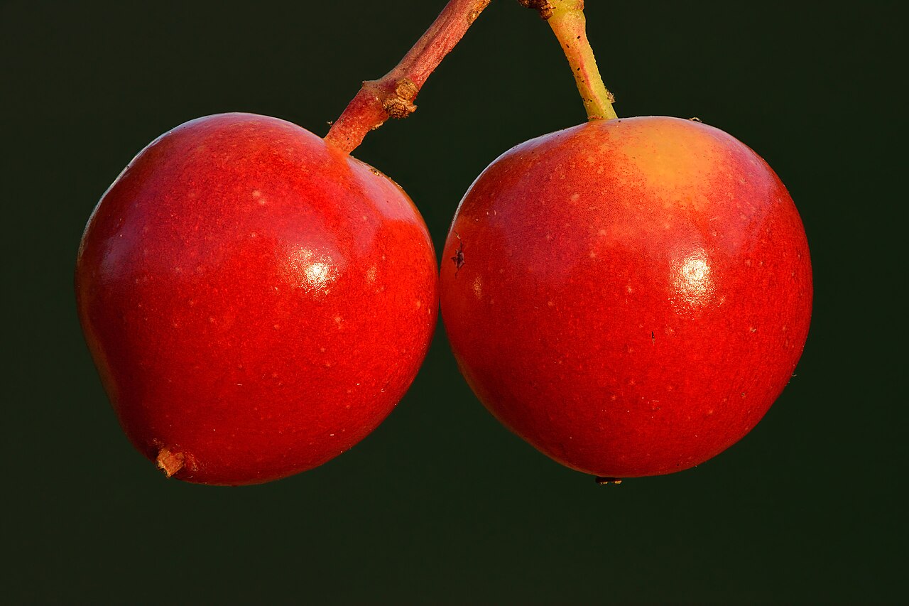 Starostlivosť o Viburnum opulus v záhradnom stanovišti