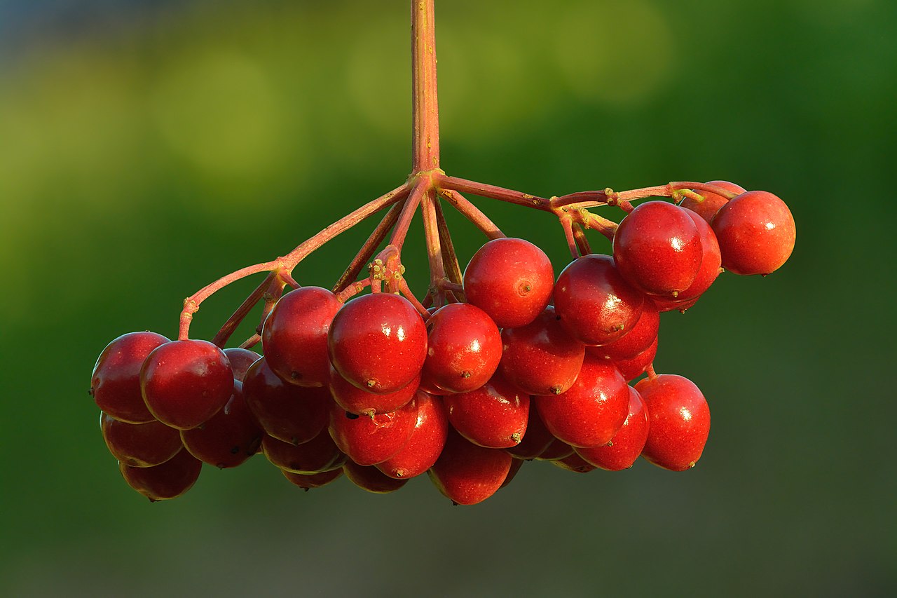 Viburnum opulus s bielymi kvetmi počas kvitnutia