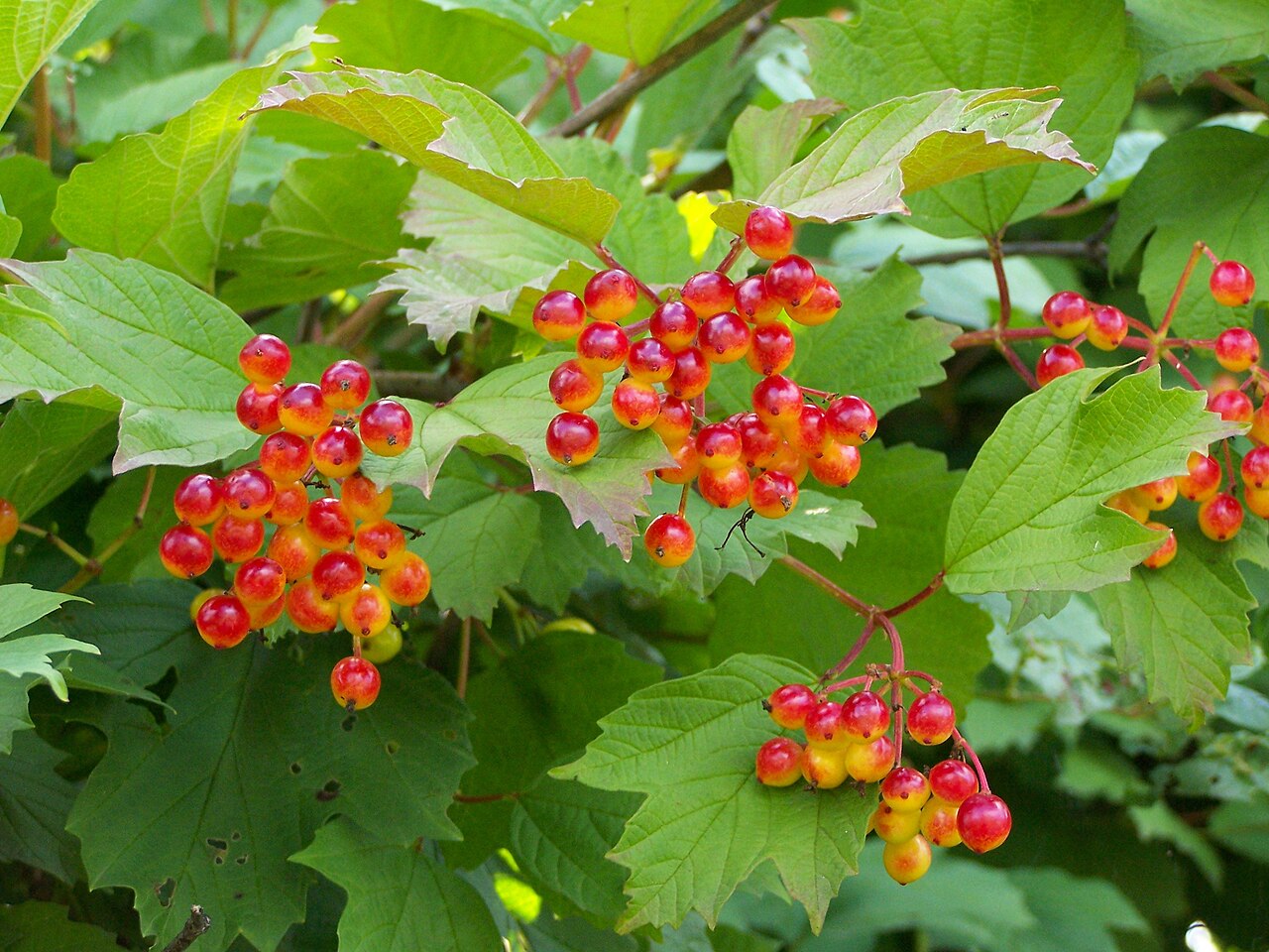Detail listov Viburnum opulus s typickým laločnatým tvarom