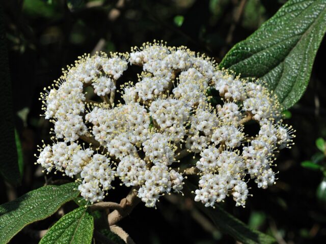 Viburnum rhytidophyllum pestovanie v záhrade pri plote