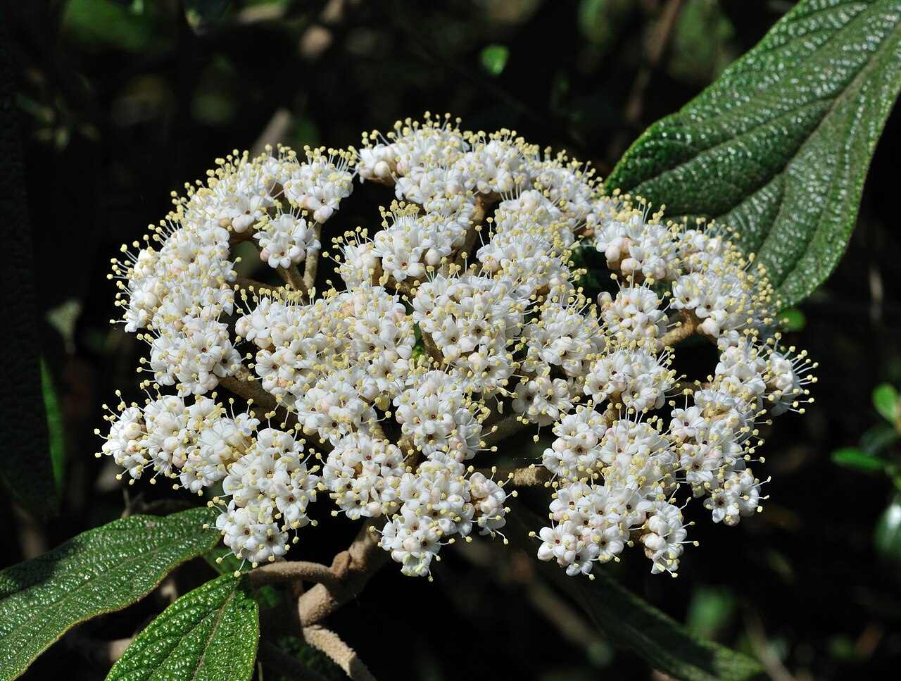 Viburnum rhytidophyllum pestovanie v záhrade pri plote