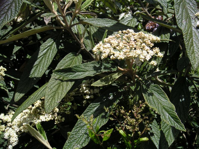 Detail vráskavých listov Viburnum rhytidophyllum