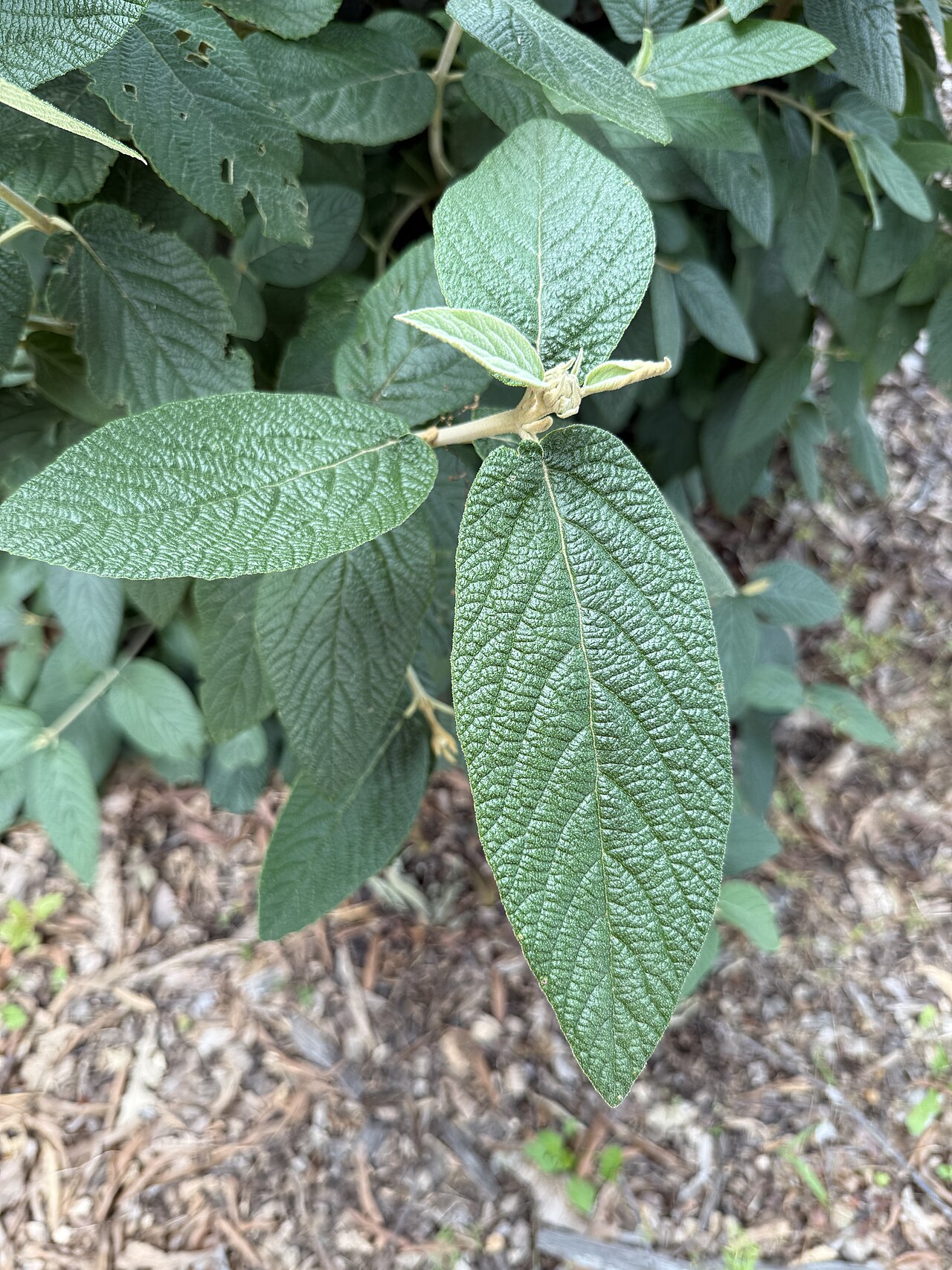 Krémovobiele kvety na kríku Viburnum rhytidophyllum