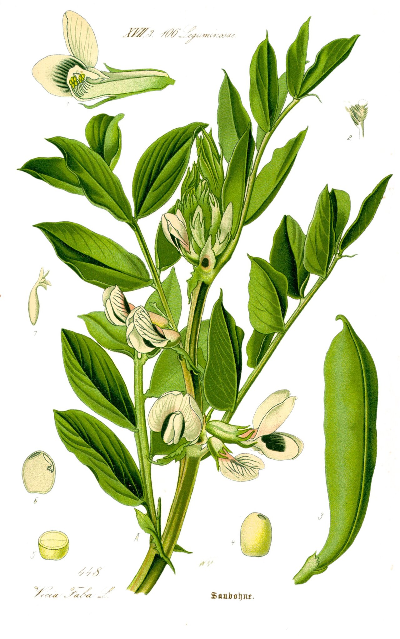 Vicia faba s typickými zloženými listami