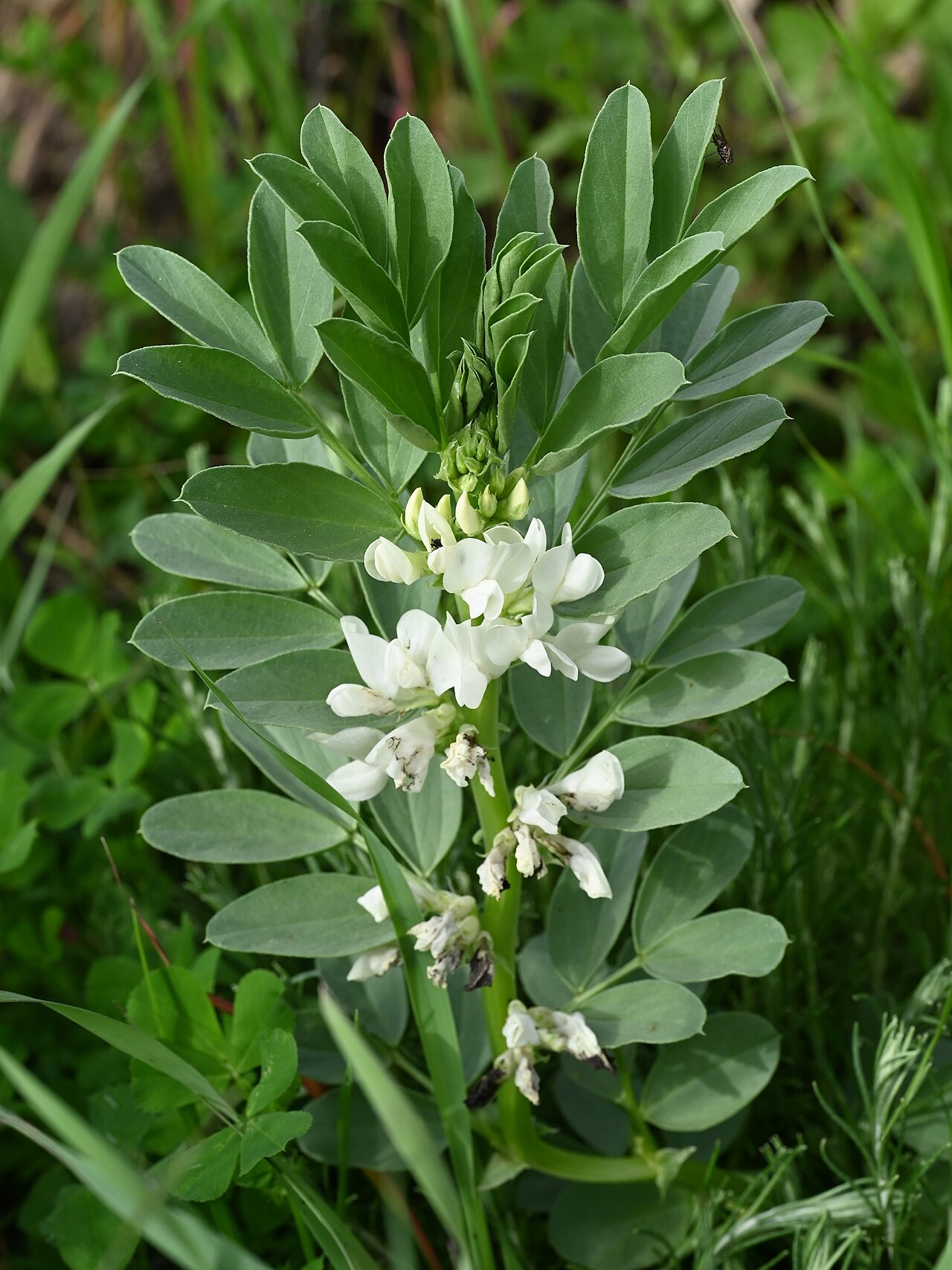 Detail rastliny Vicia faba v záhone
