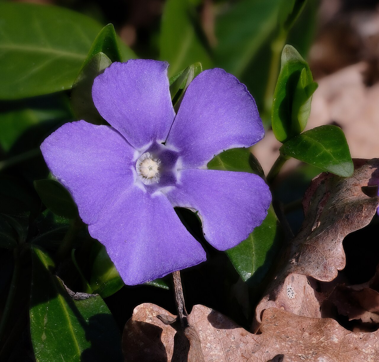 Vinca minor s fialovomodrými kvetmi