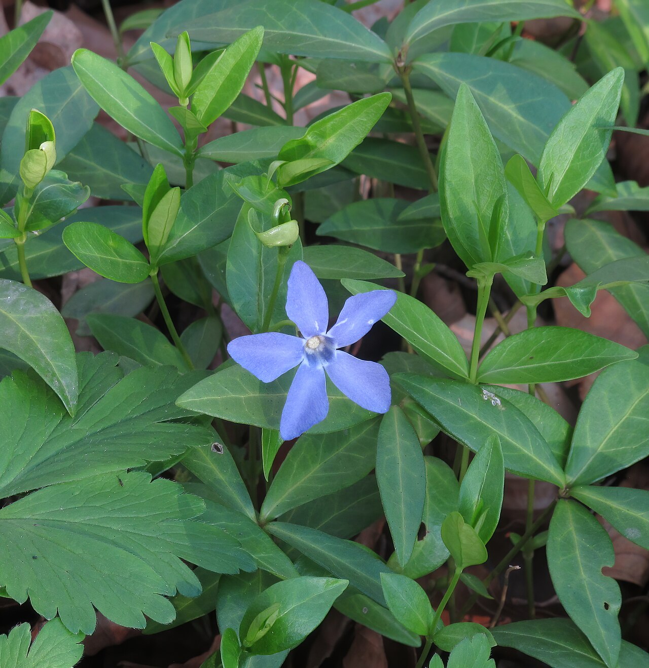 Detail lesklých listov rastliny Vinca minor