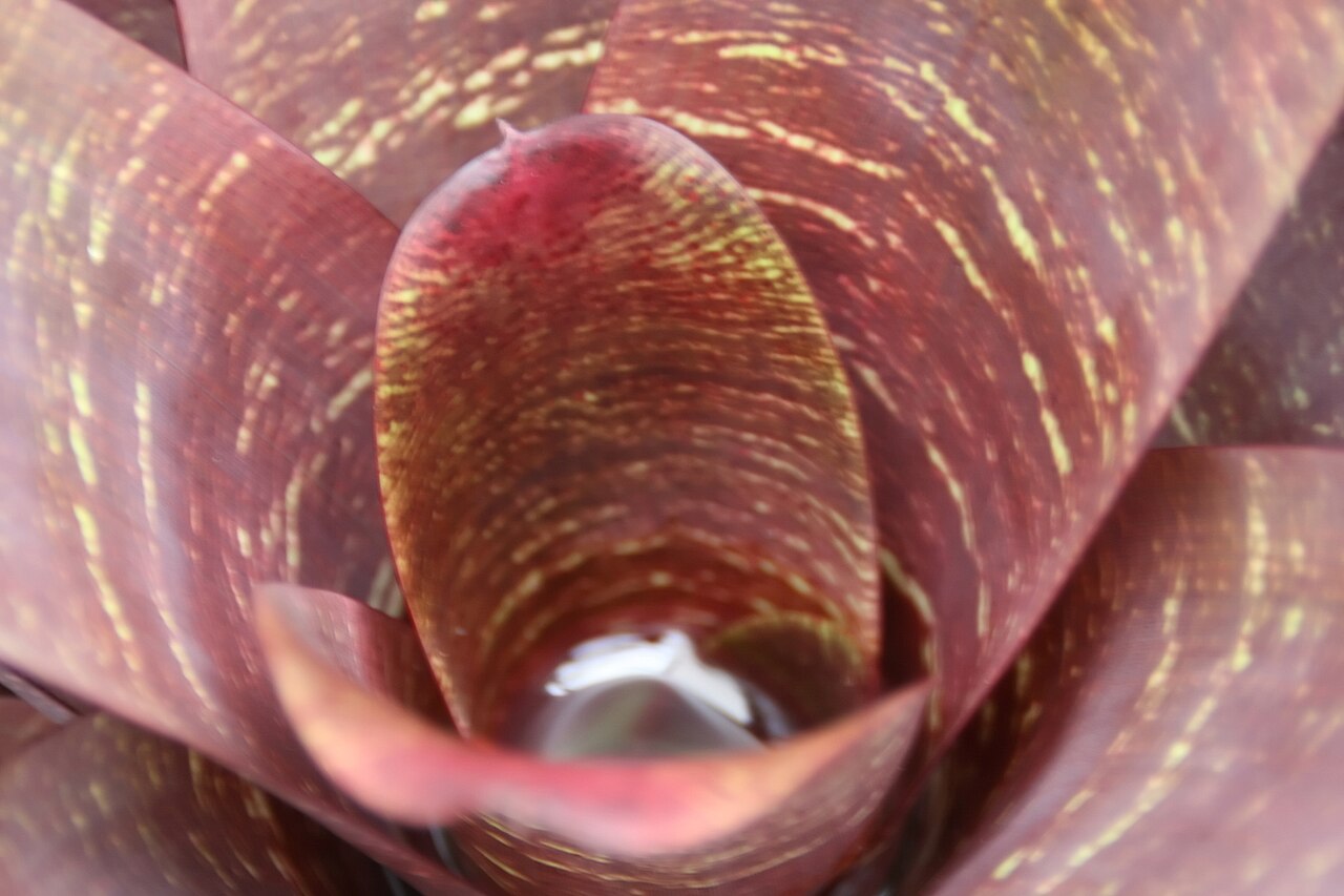 Vriesea fosteriana s pruhovanými lesklými listami