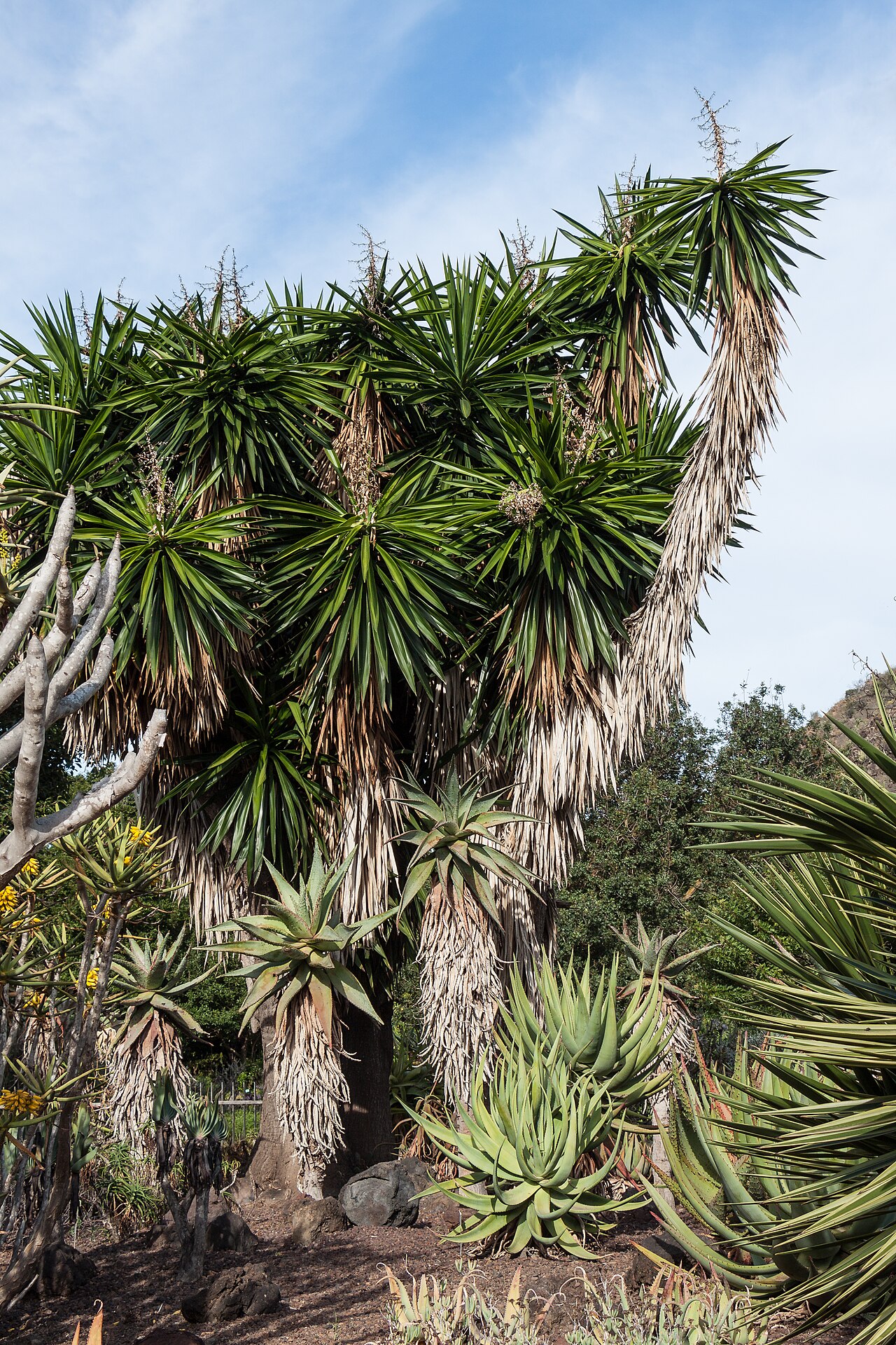 Starostlivosť o Yucca elephantipes v interiéri