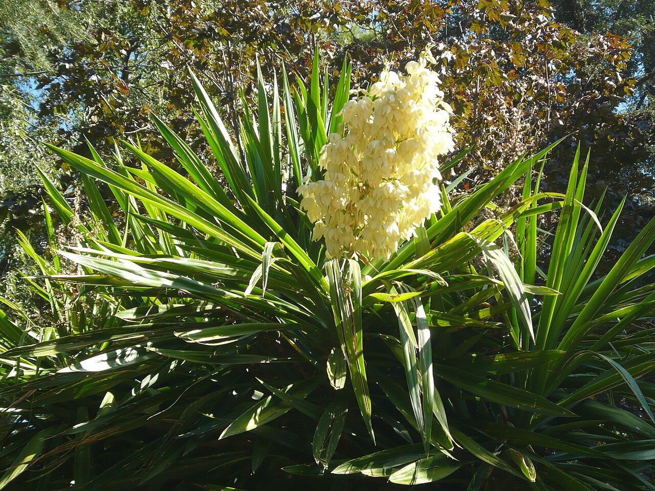 Yucca elephantipes s hrubým kmeňom v črepníku