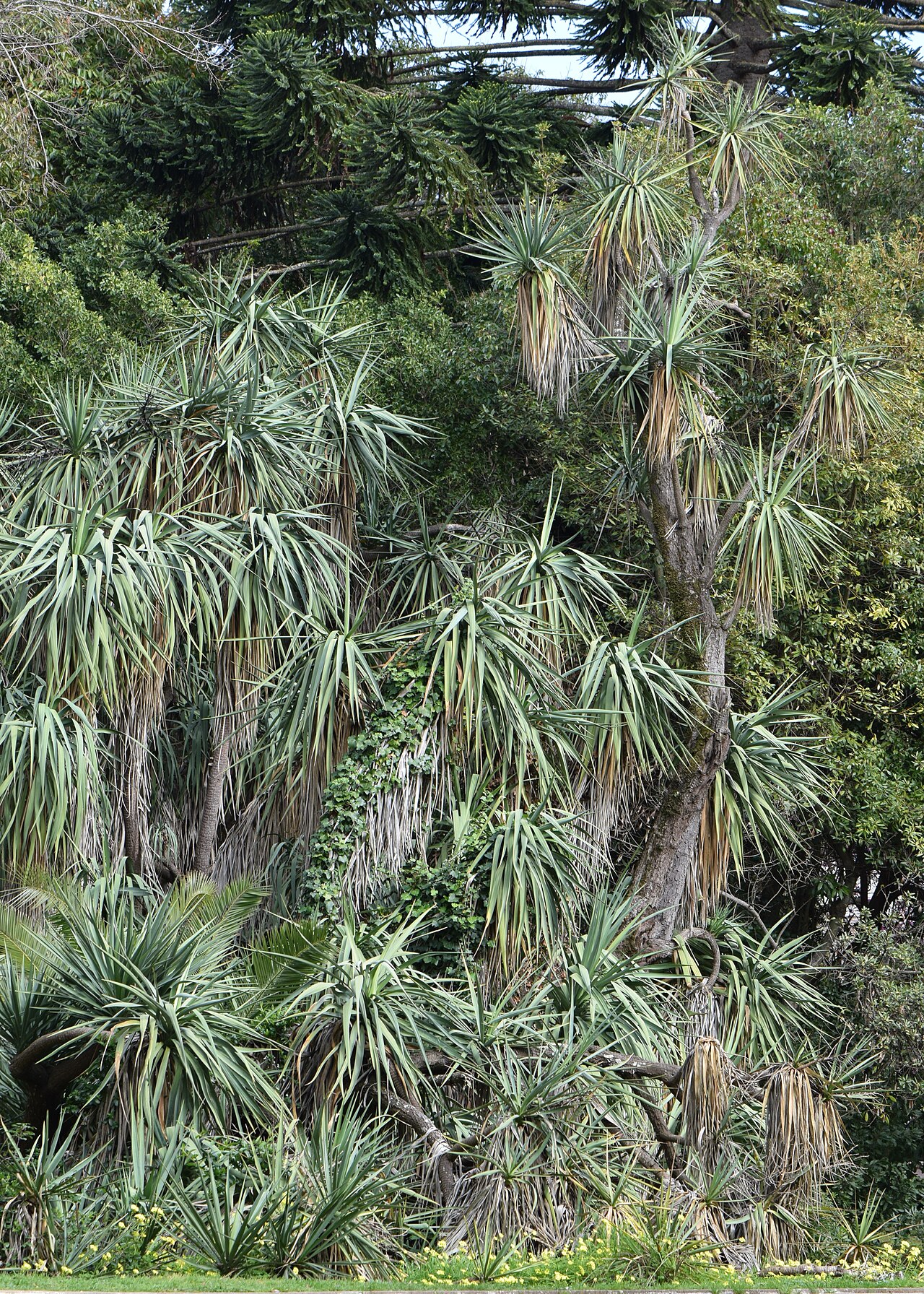 Detail listov rastliny Yucca elephantipes