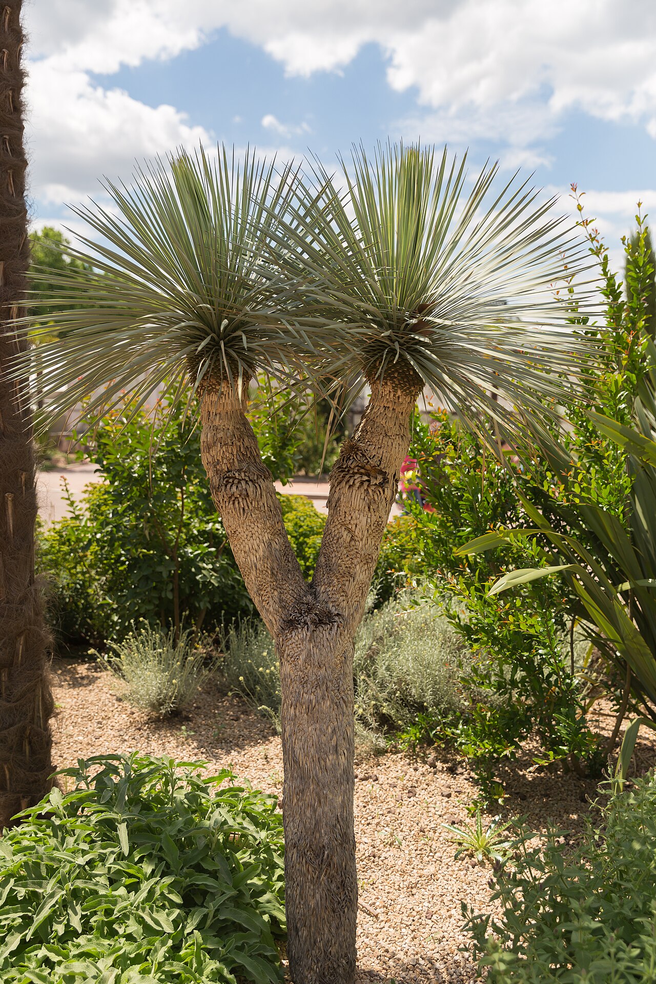 Yucca gloriosa pestovanie v kvetináči na svetlom mieste