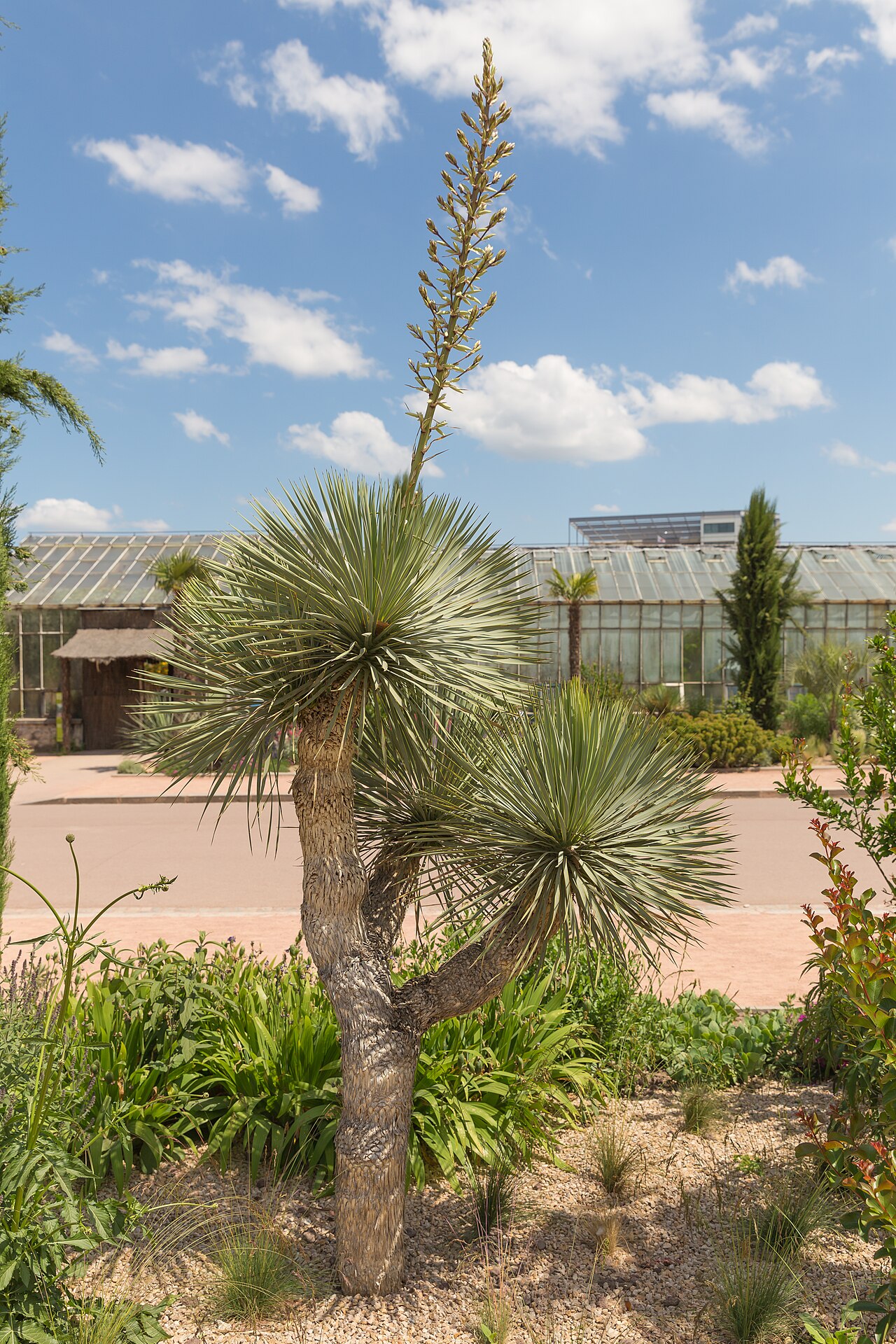 Yucca gloriosa ako solitérna izbová rastlina