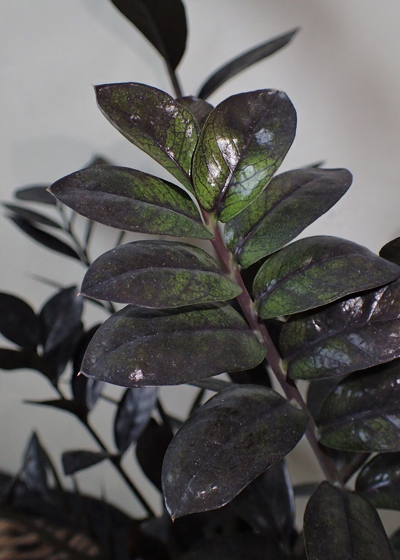 Starostlivosť o Zamioculcas Raven v interiéri
