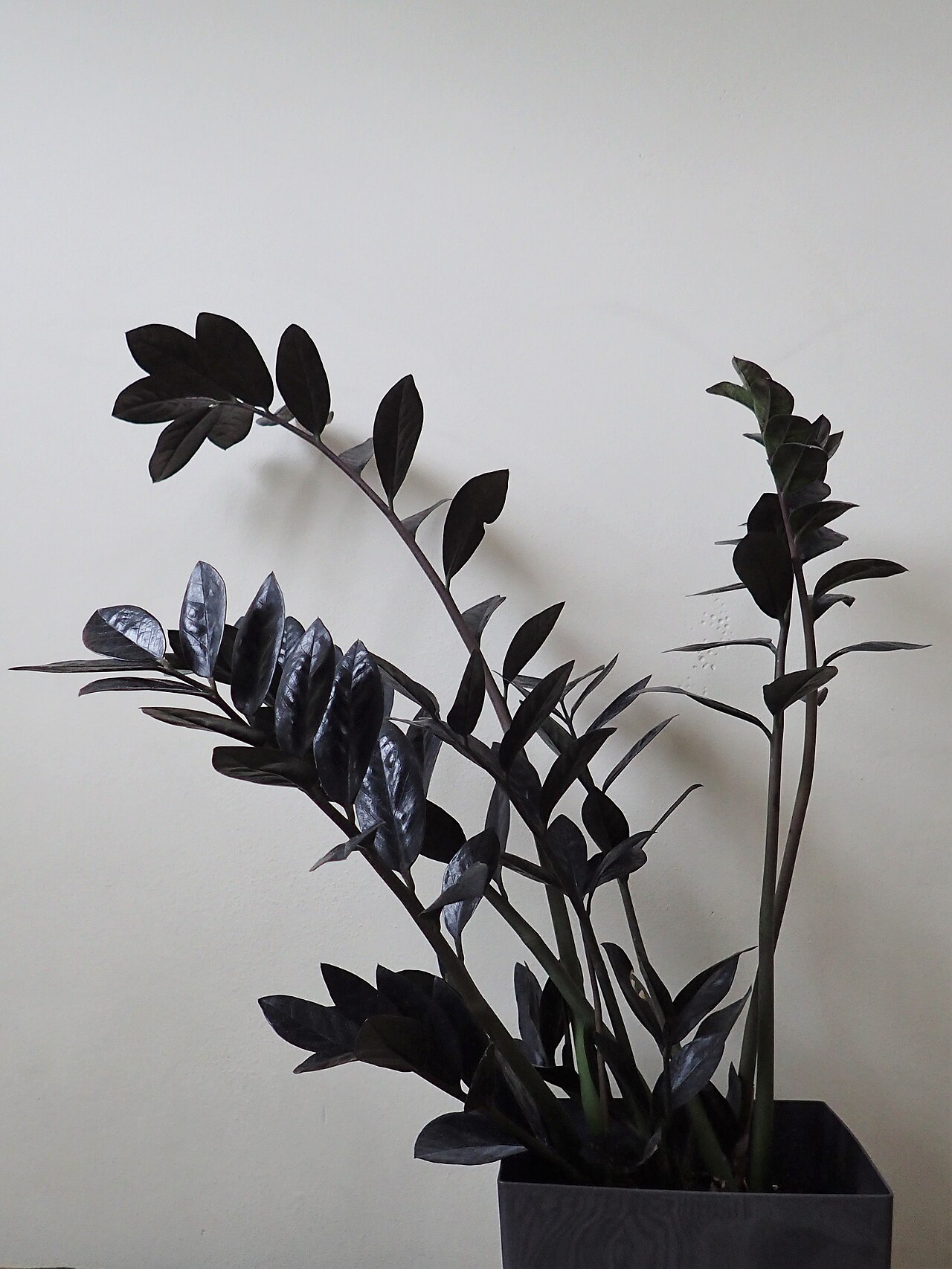 Tmavé lesklé listy rastliny Zamioculcas Raven