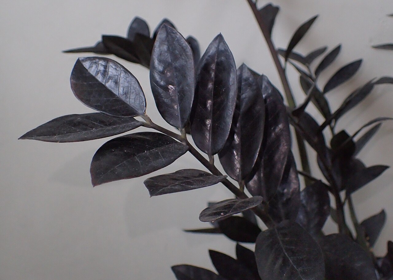 Zamioculcas Raven v kvetináči pri okne