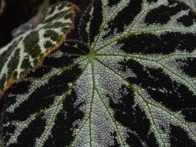 starostlivosť o Begonia tiger paws a detail kresby listov