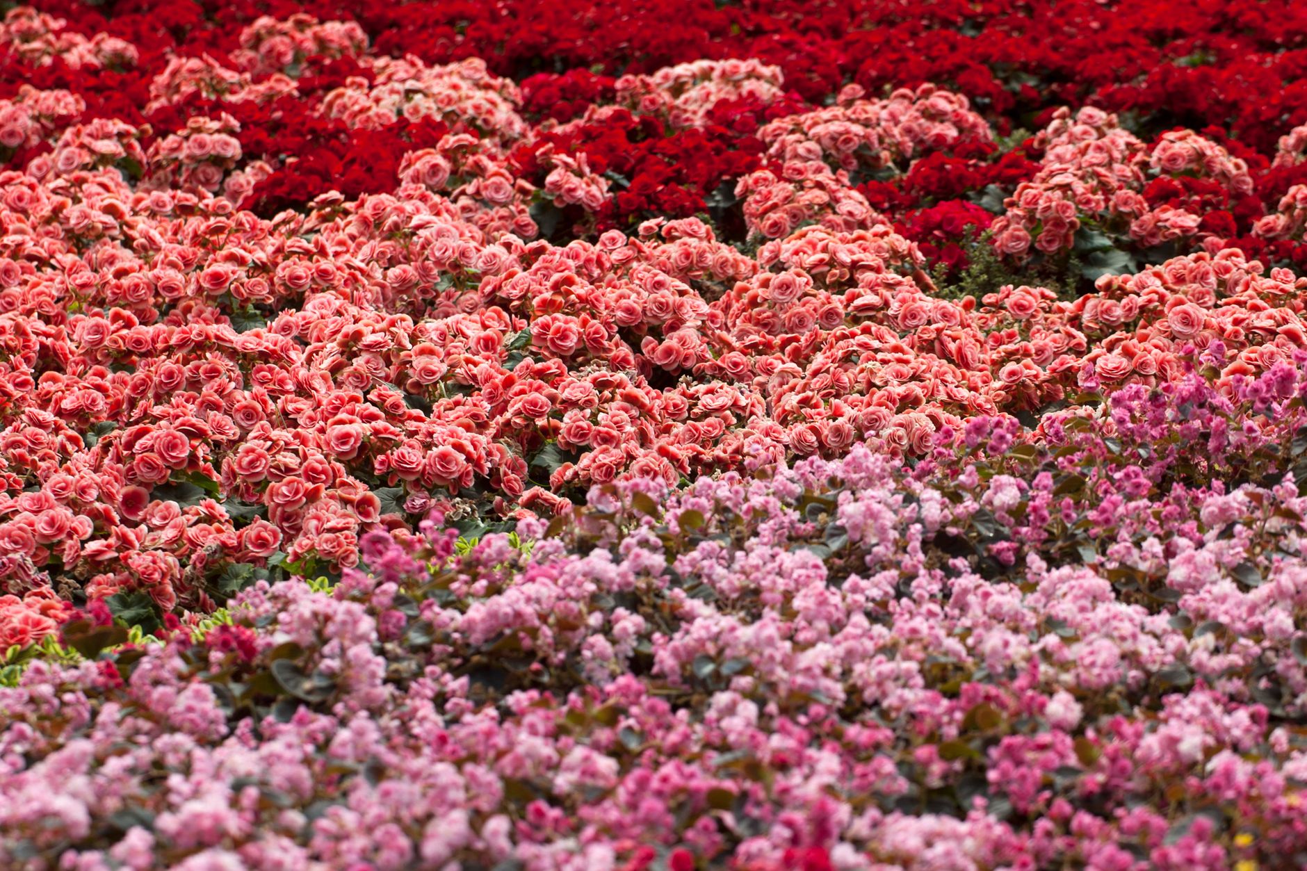 Kvitnúca Begonia tuberhybrida v interiéri