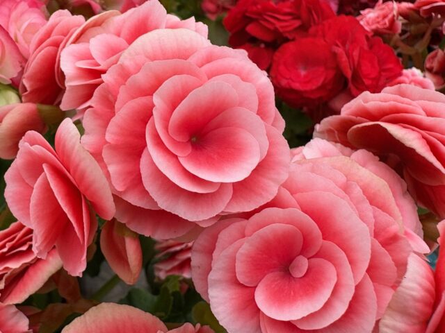 Begonia tuberhybrida pestovanie v kvetináči na svetlom mieste