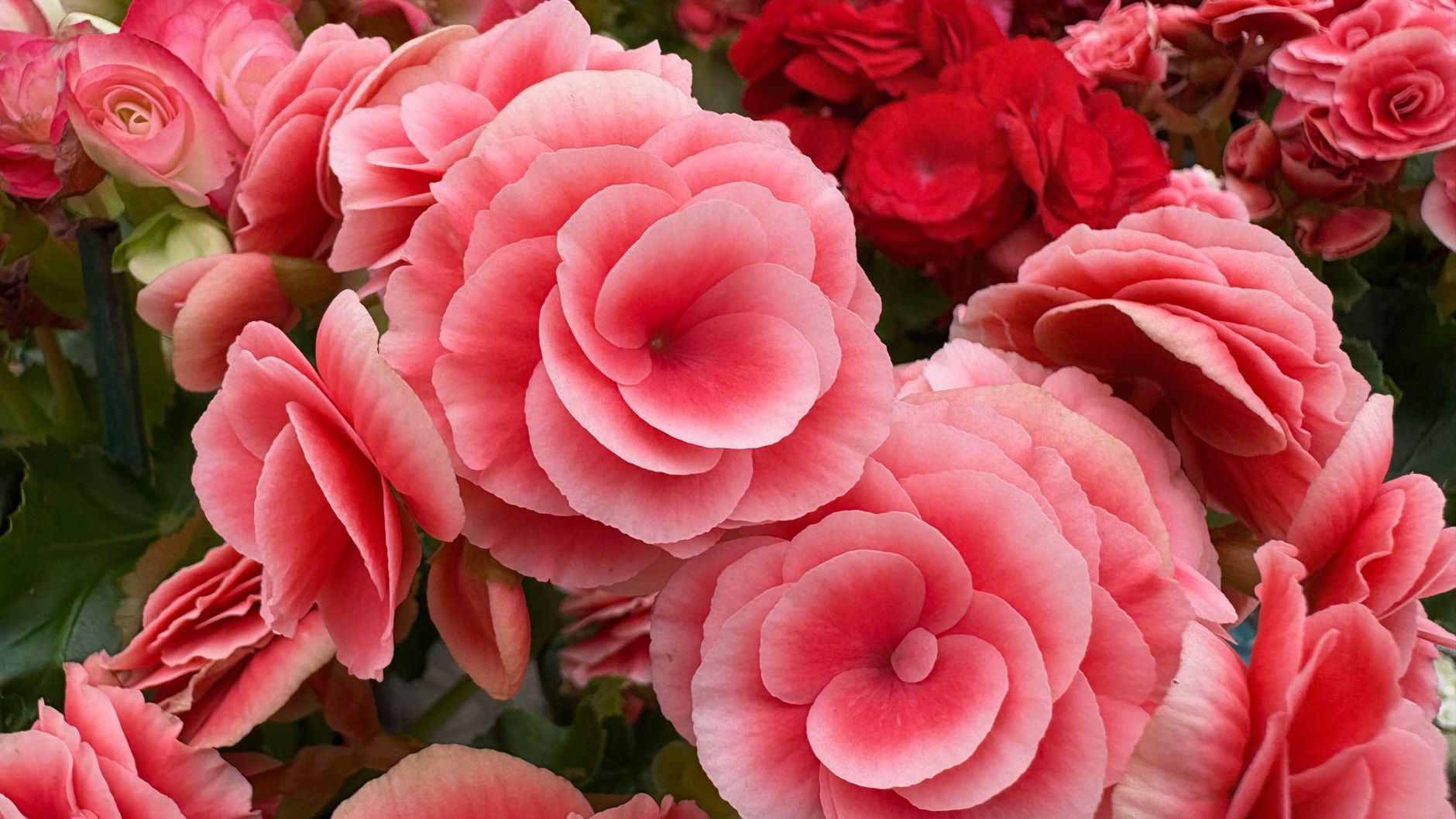 Begonia tuberhybrida pestovanie v kvetináči na svetlom mieste