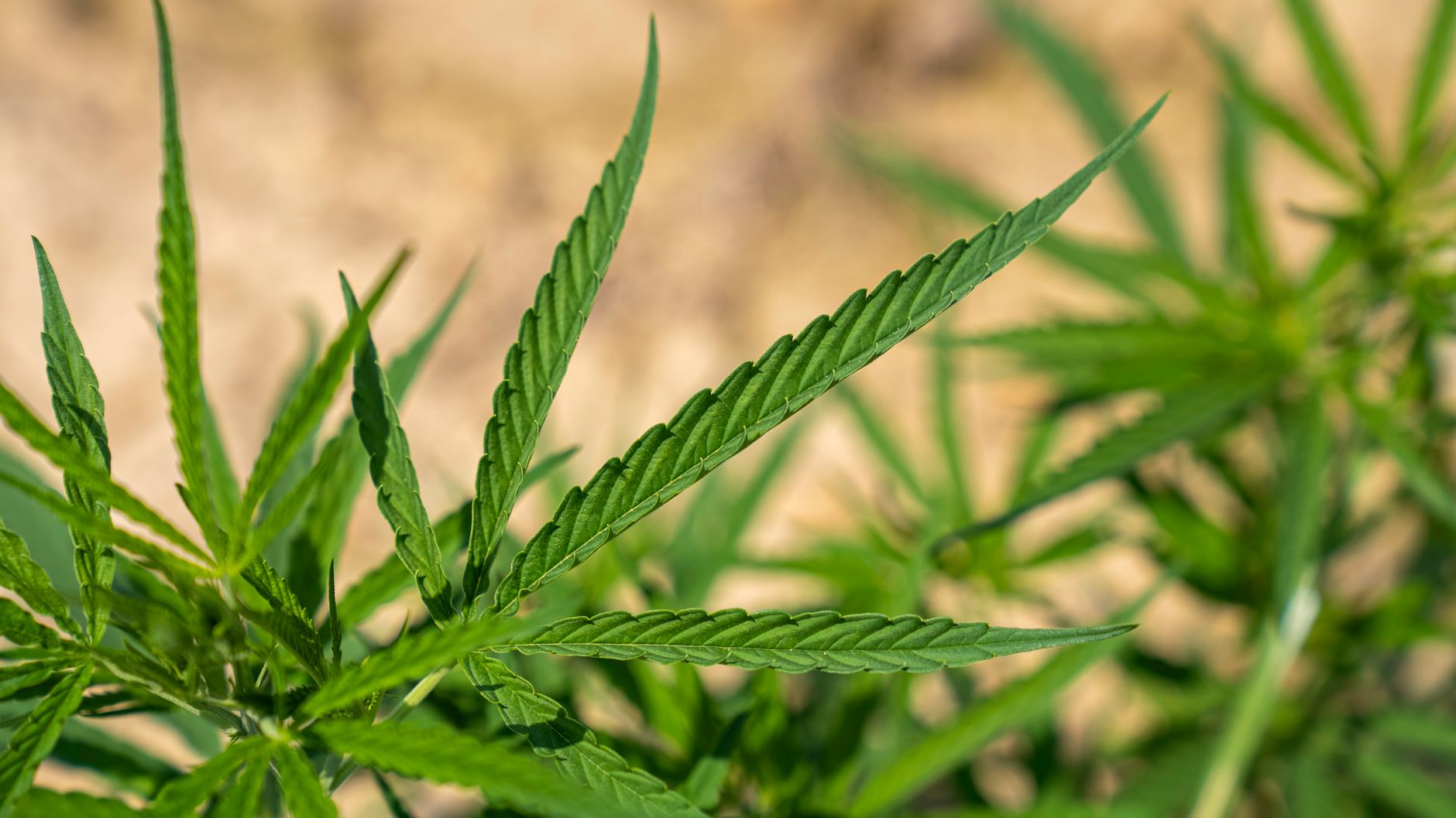 Cannabis sativa pestovaná v kvetináči pri okne