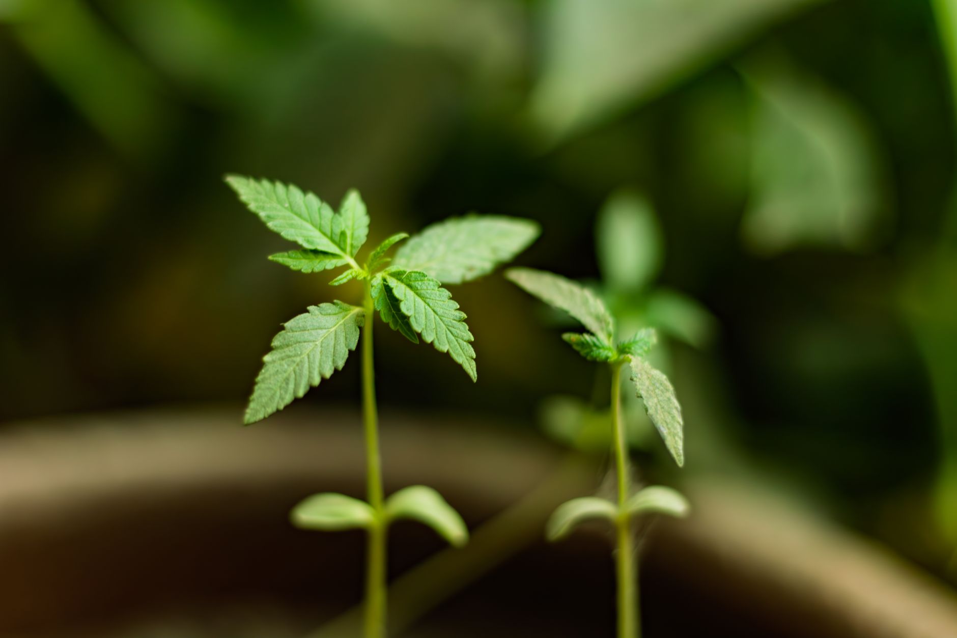 Detail listov rastliny Cannabis sativa