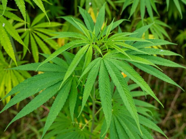 Starostlivosť o Cannabis sativa v interiéri na svetlom mieste