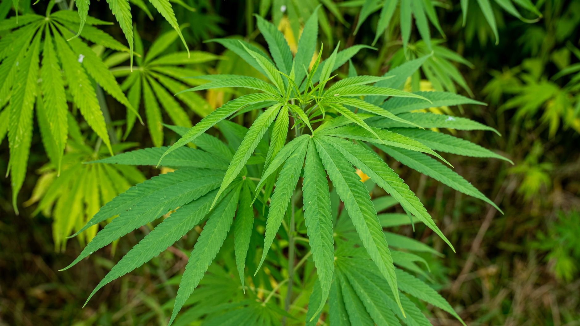 Starostlivosť o Cannabis sativa v interiéri na svetlom mieste