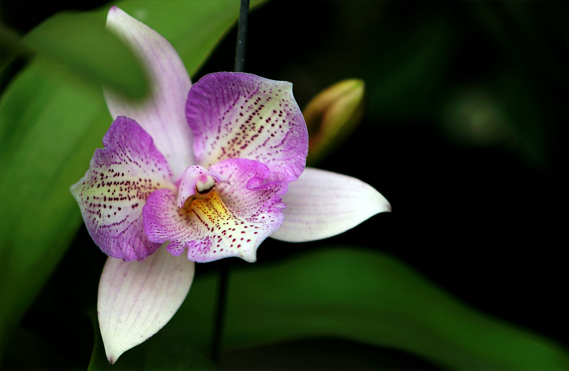 Starostlivosť o Cattleya labiata a detail veľkého kvetu