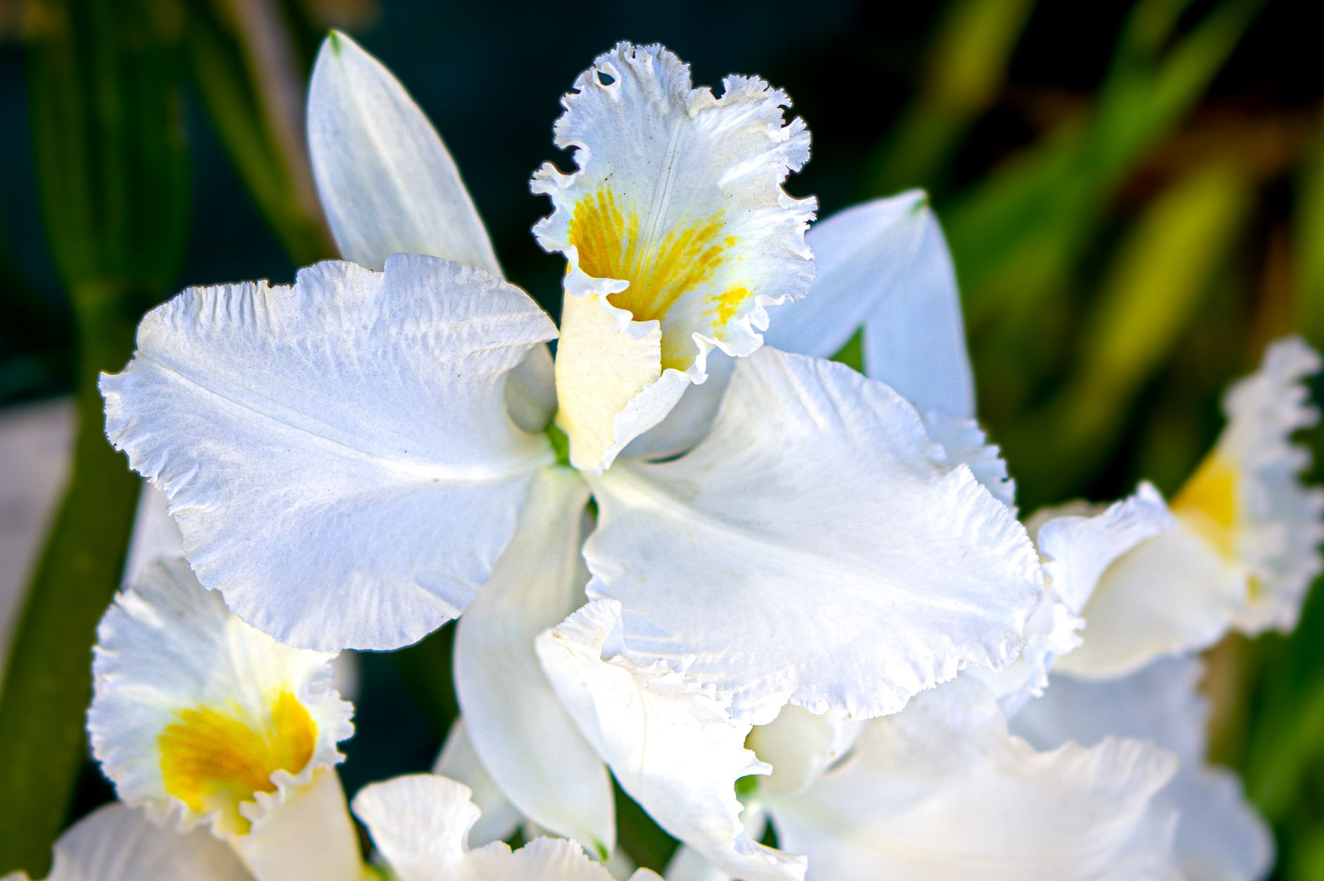 Detail veľkého kvetu orchidey katleja
