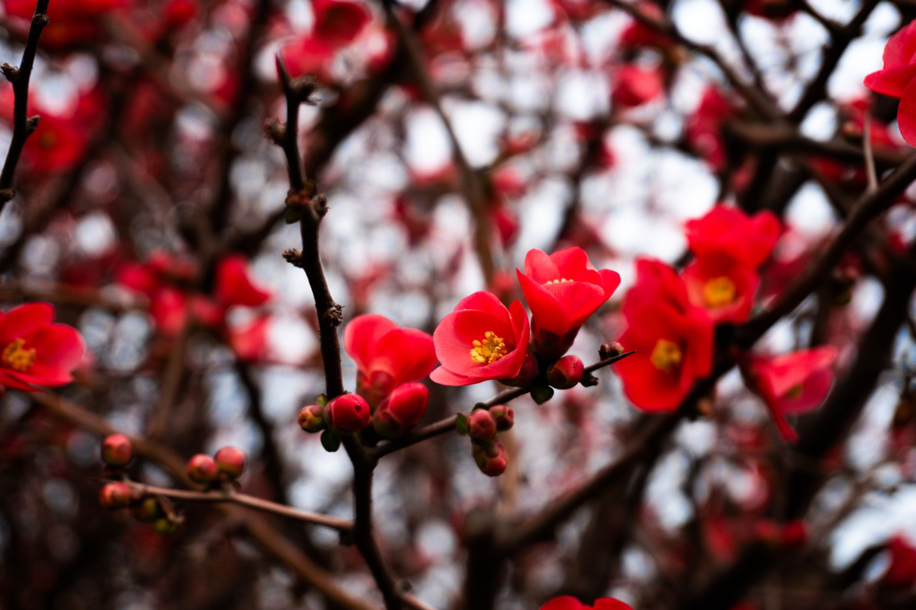 Chaenomeles speciosa pestovaná ako bonsaj