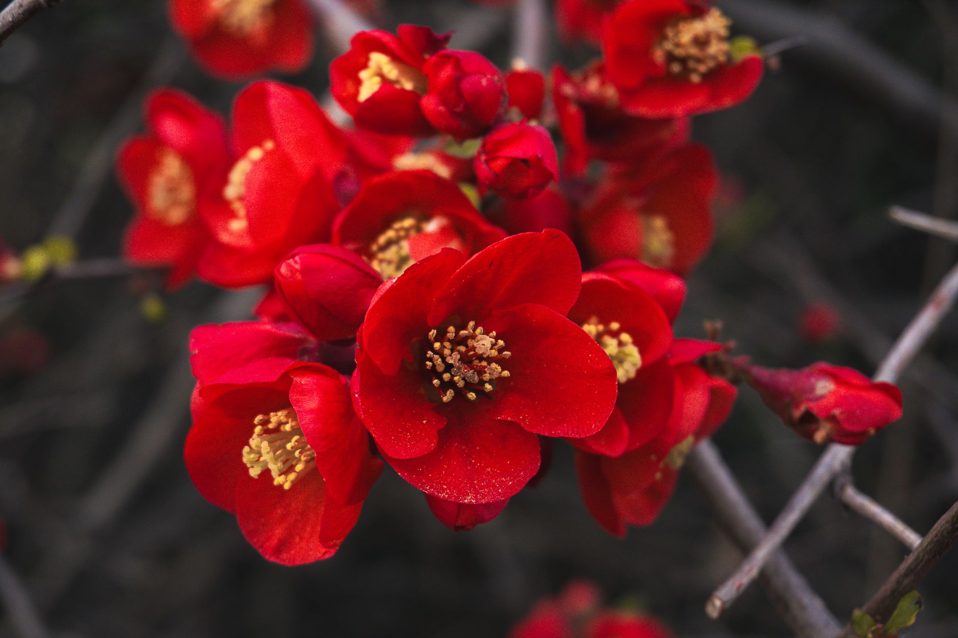 Kvety rastliny Chaenomeles speciosa v jarnom období