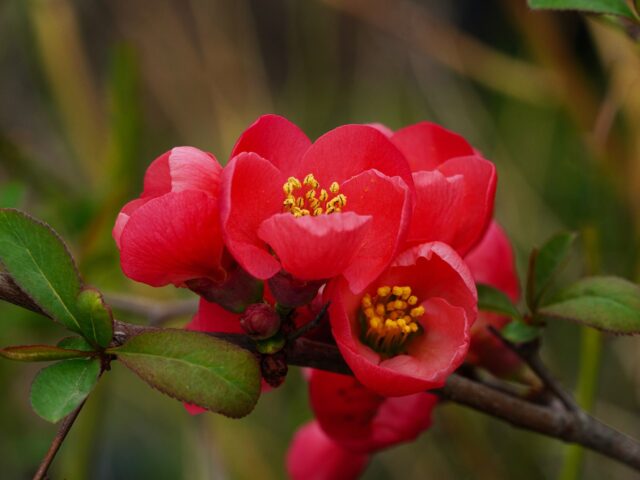 Chaenomeles speciosa pestovanie na svetlom stanovišti