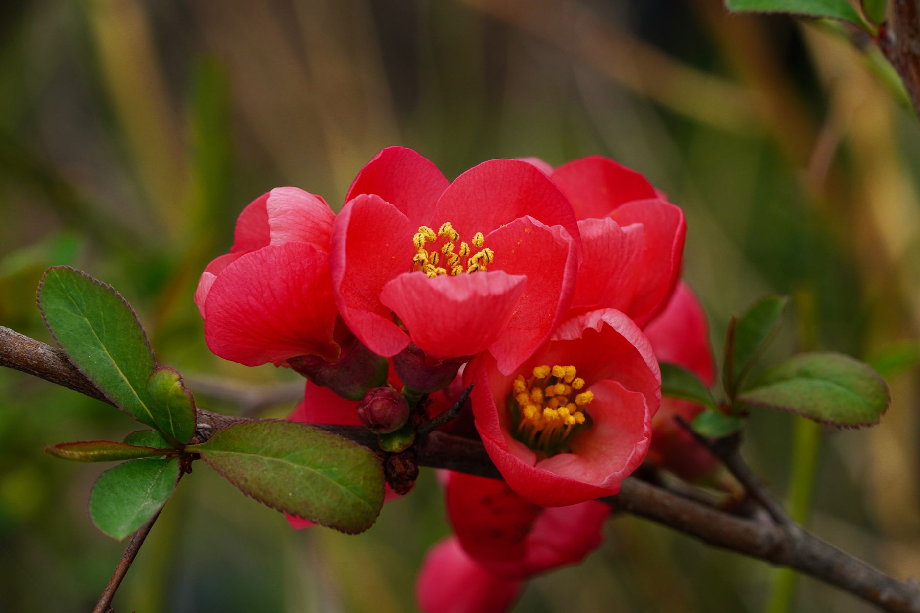 Chaenomeles speciosa pestovanie na svetlom stanovišti