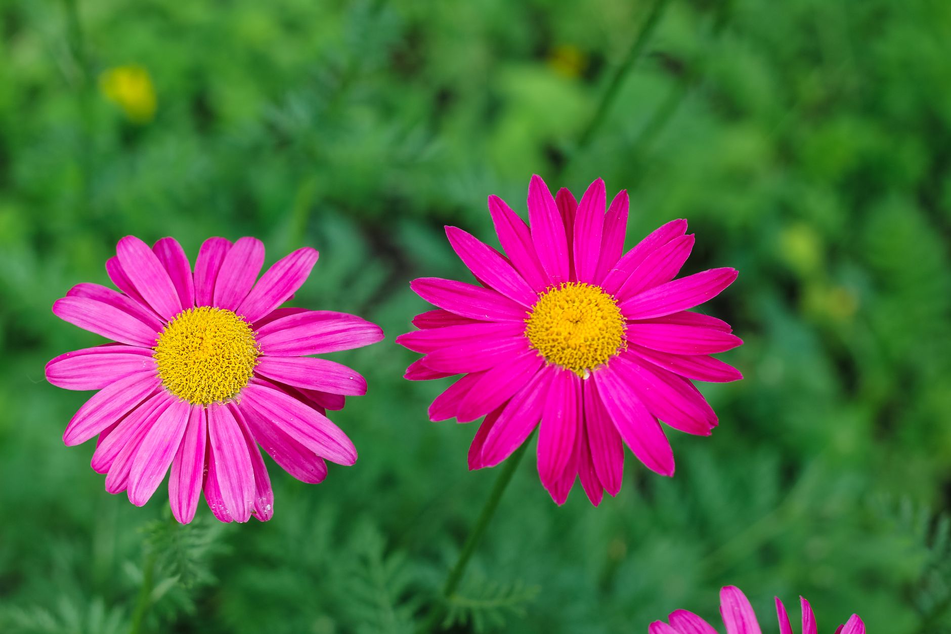 Kvitnúca Chrysanthemum coccineum s ružovými kvetmi