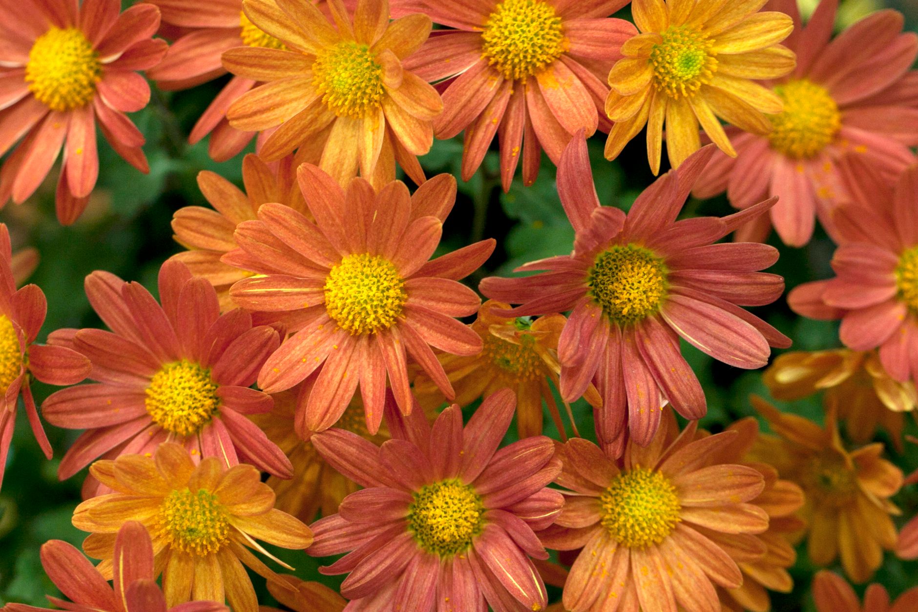 Detail listov a kvetov rastliny Chrysanthemum coccineum