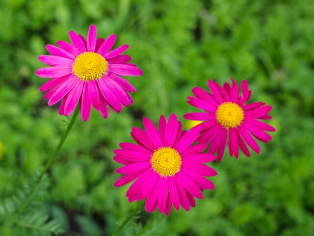 Starostlivosť o Chrysanthemum coccineum na slnečnom záhone