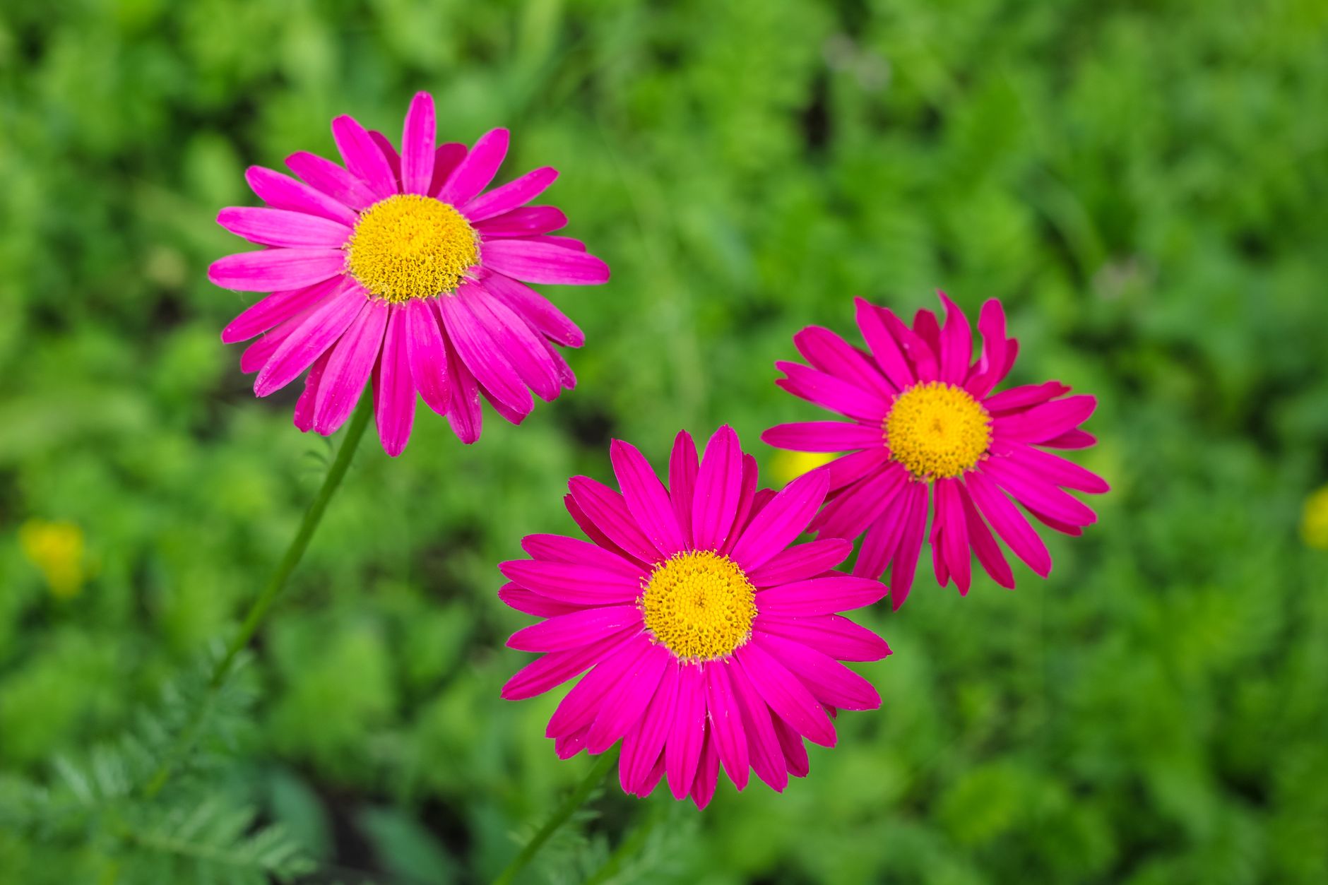 Starostlivosť o Chrysanthemum coccineum na slnečnom záhone