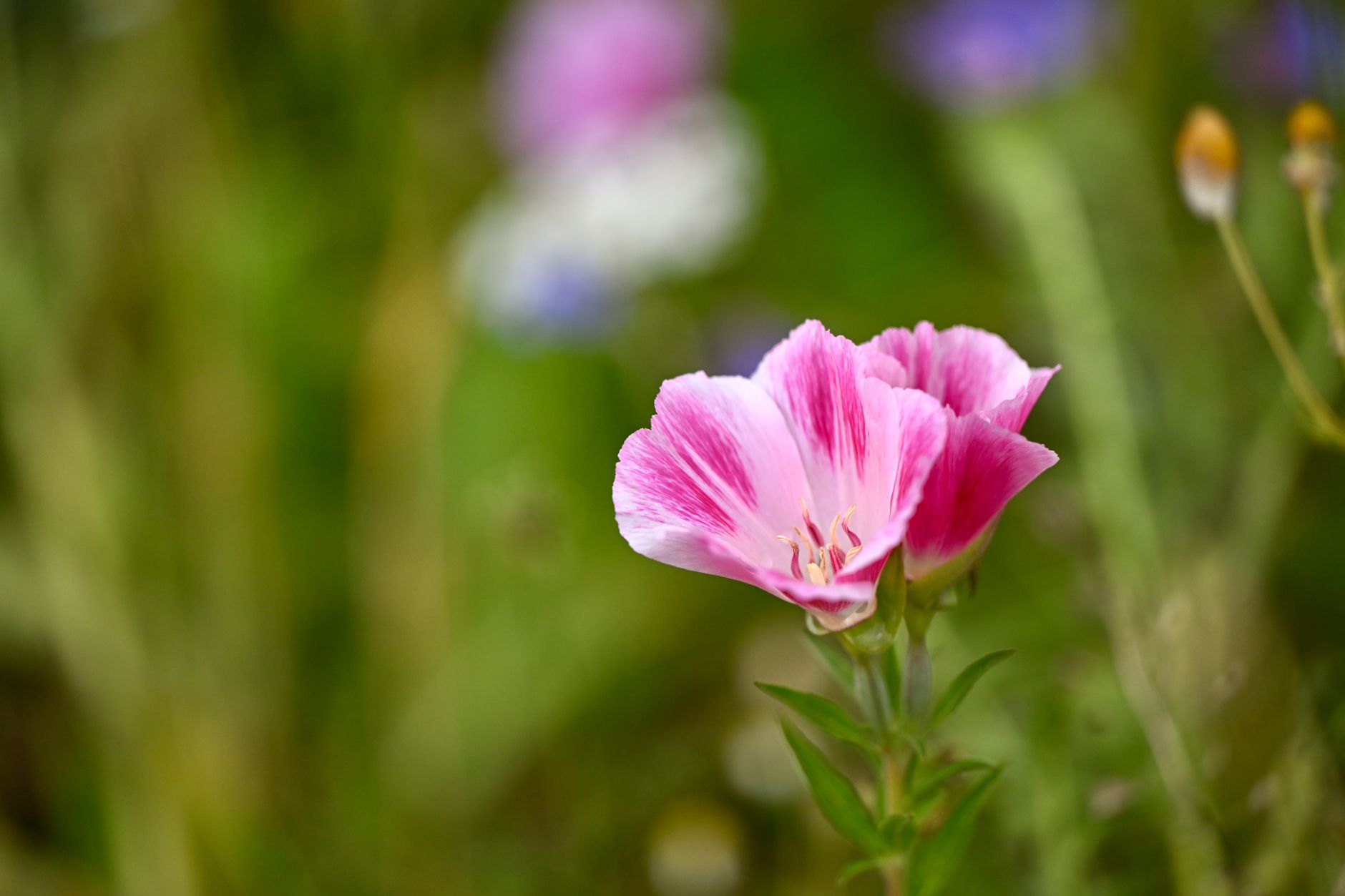 Clarkia unguiculata s ružovými kvetmi v záhone