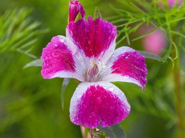 Starostlivosť o Clarkia unguiculata v období kvitnutia