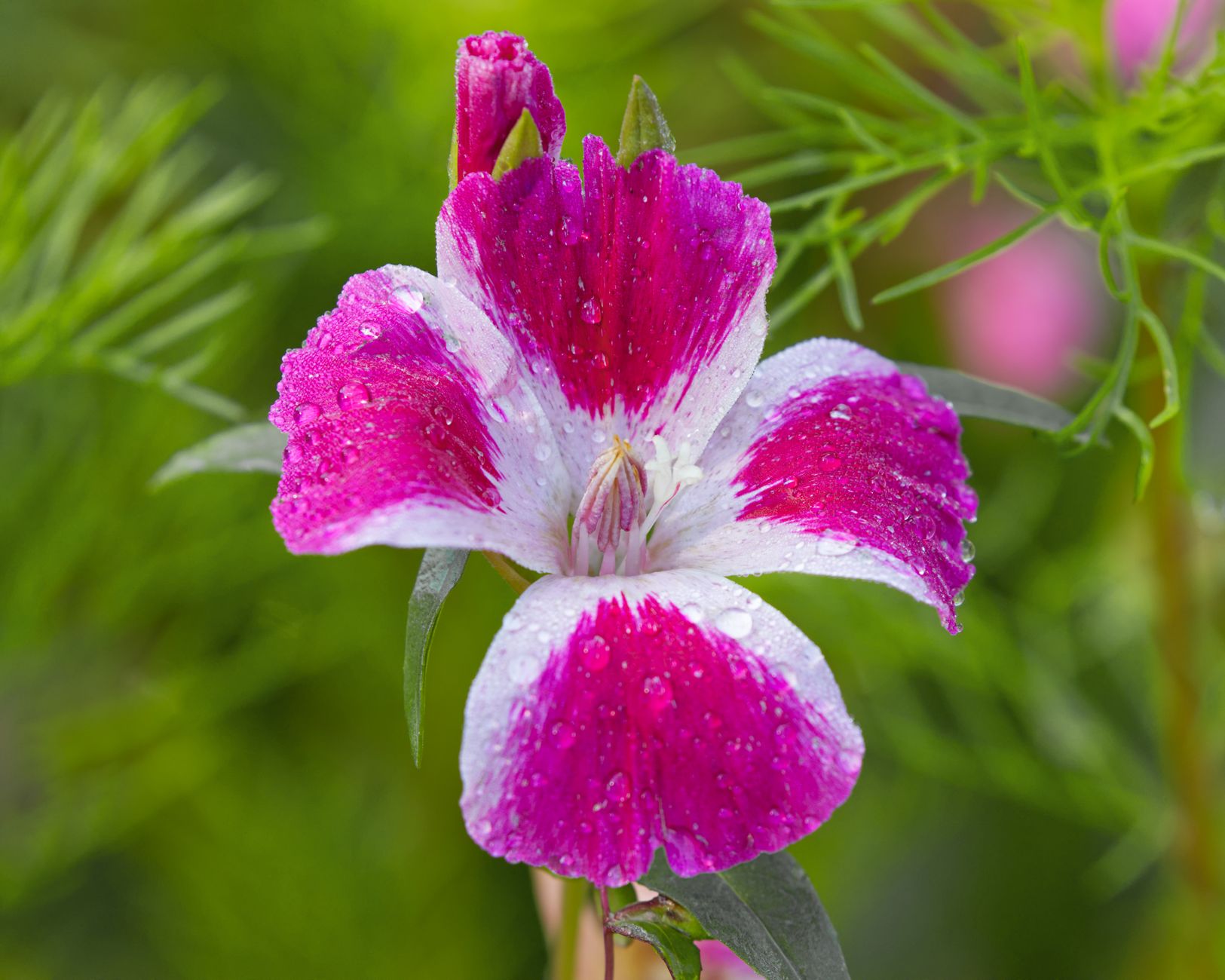 Starostlivosť o Clarkia unguiculata v období kvitnutia