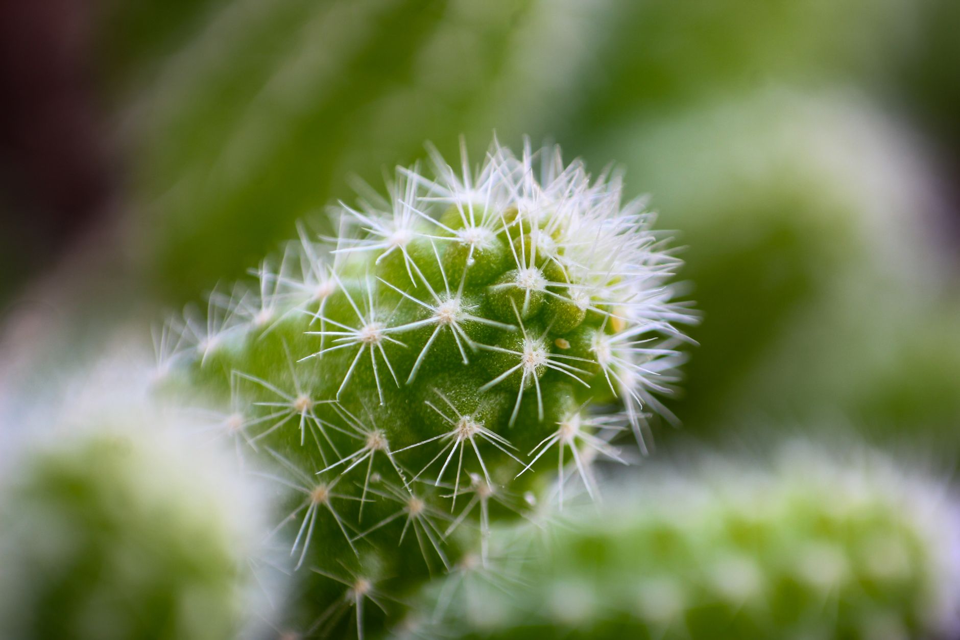 Detail stonky Cleistocactus strausii s hustými bielymi tŕňmi