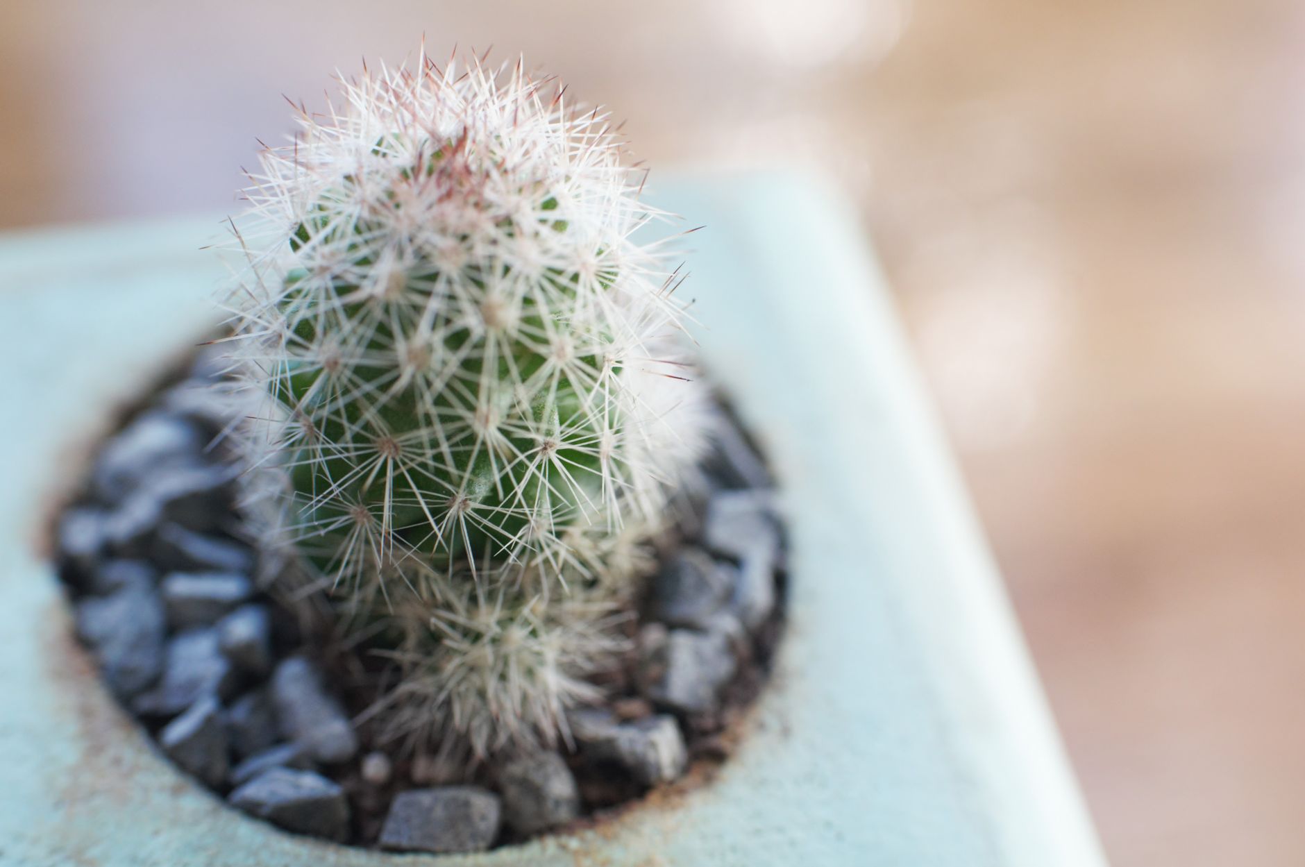 Cleistocactus strausii v kvetináči so striebristými tŕňmi