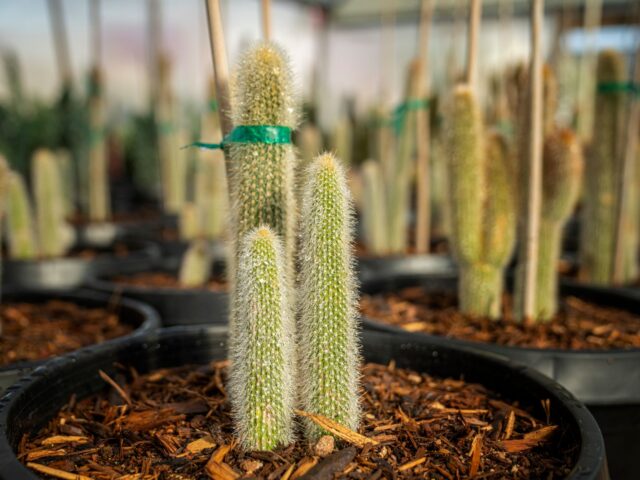 Starostlivosť o Cleistocactus strausii na svetlom stanovišti