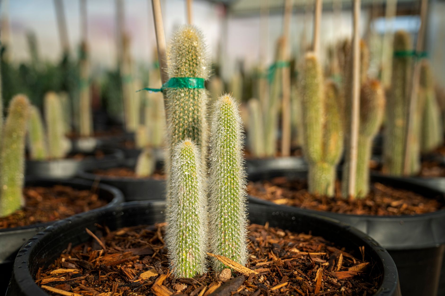 Starostlivosť o Cleistocactus strausii na svetlom stanovišti