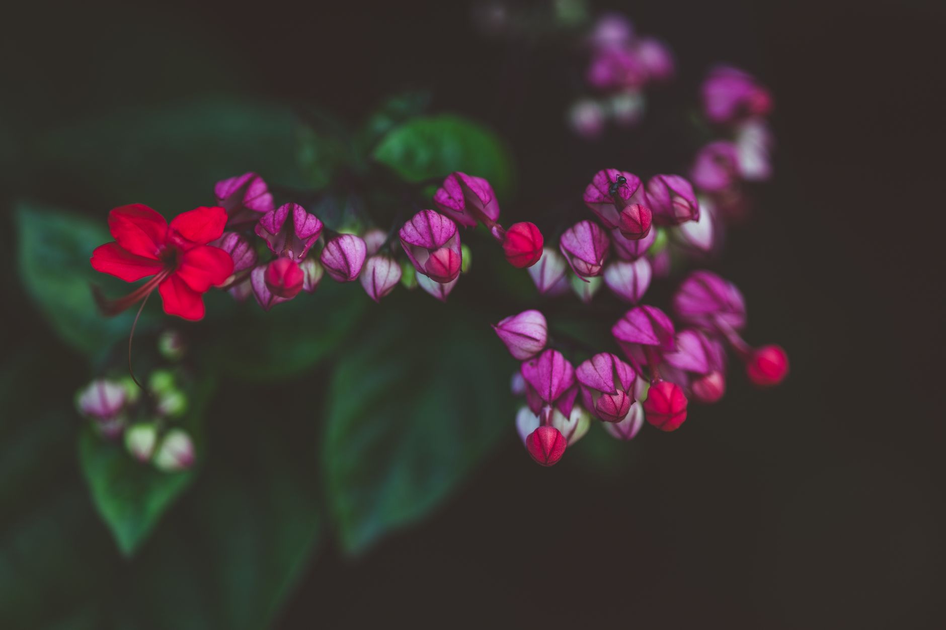 Popínavé Clerodendrum thomsoniae pri svetlom okne