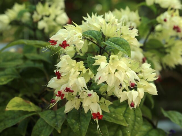 Starostlivosť o Clerodendrum thomsoniae a detail jeho kvetov