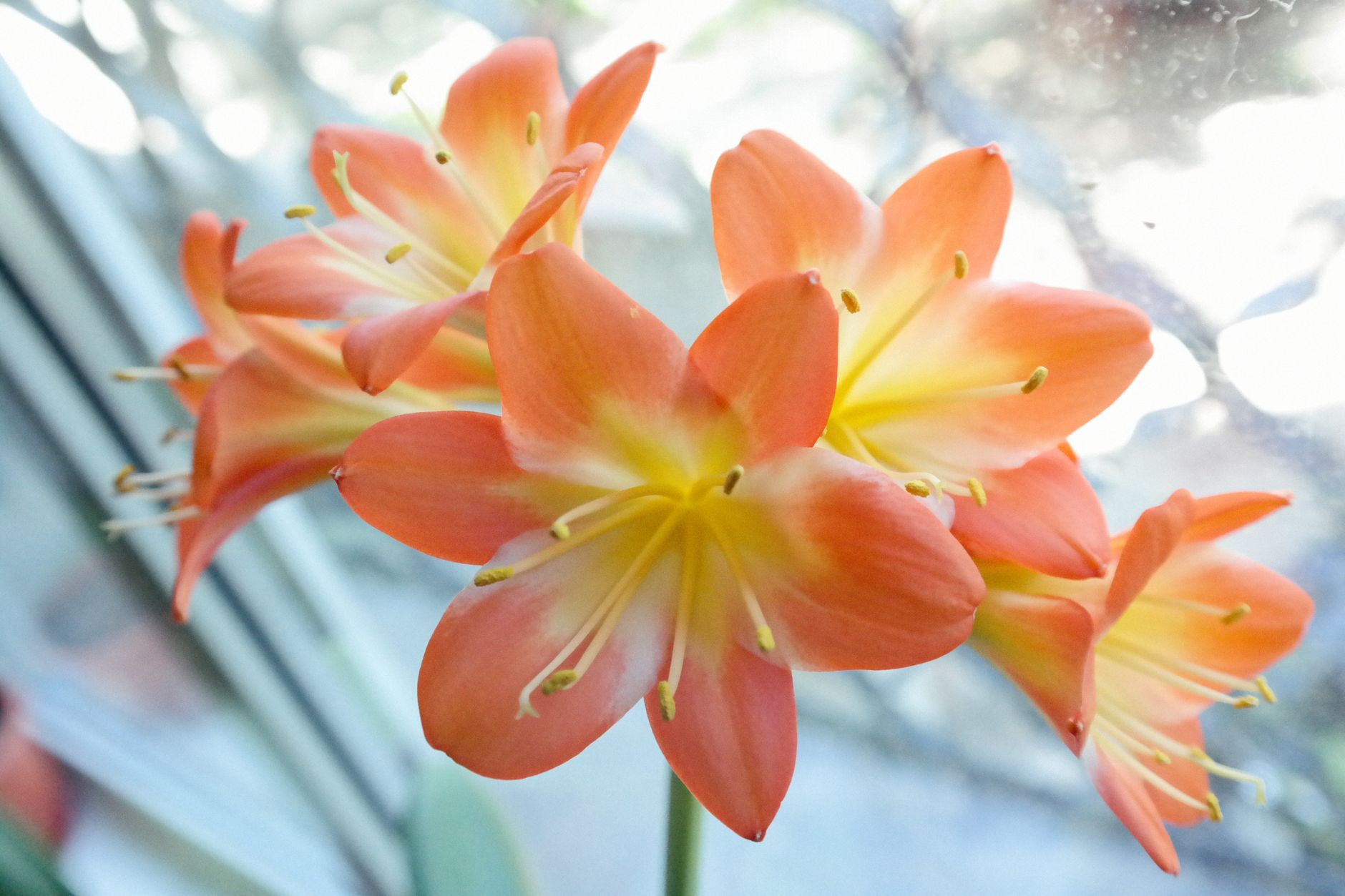 Clivia miniata s oranžovými kvetmi v kvetináči