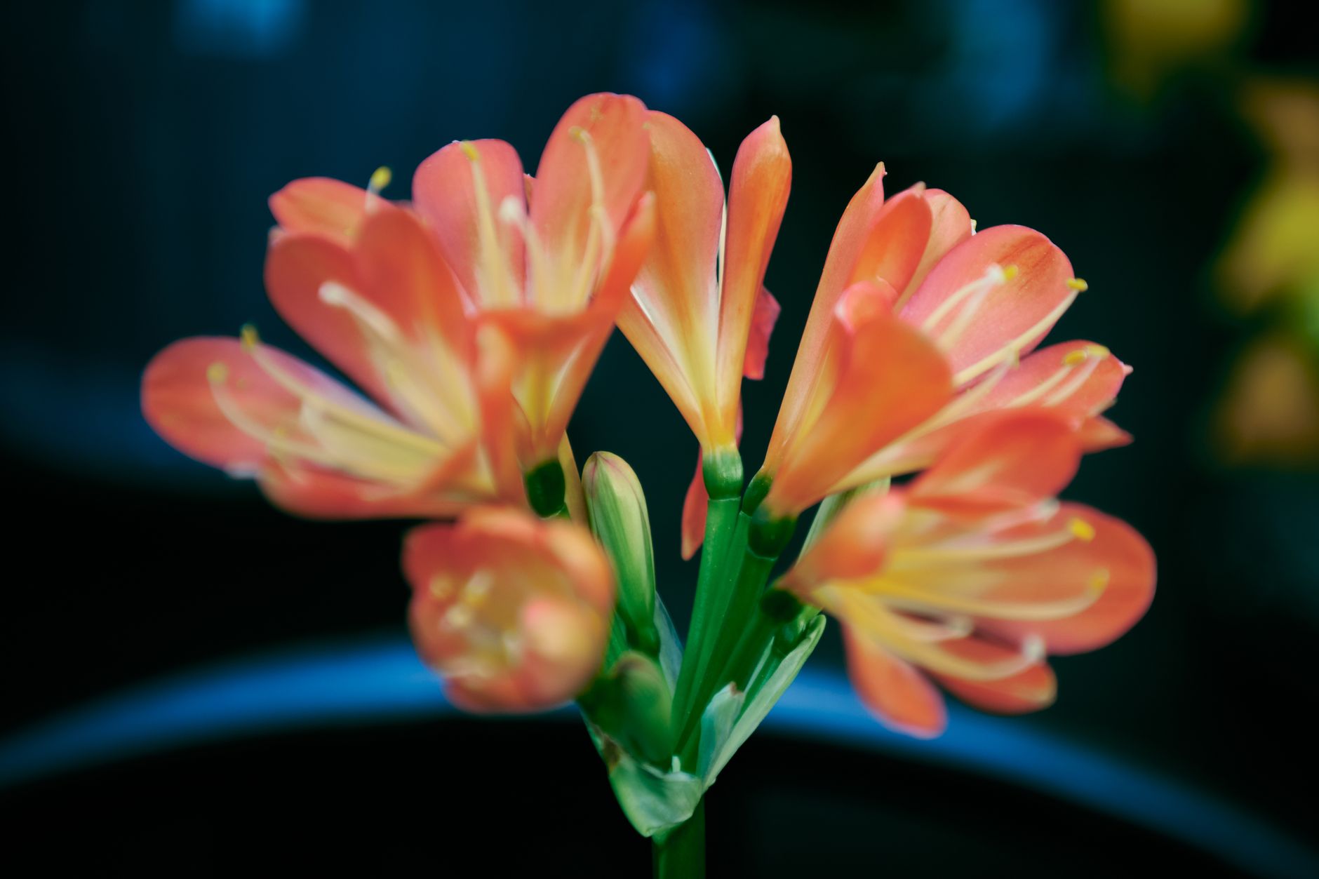 Detail tmavozelených listov rastliny Clivia miniata