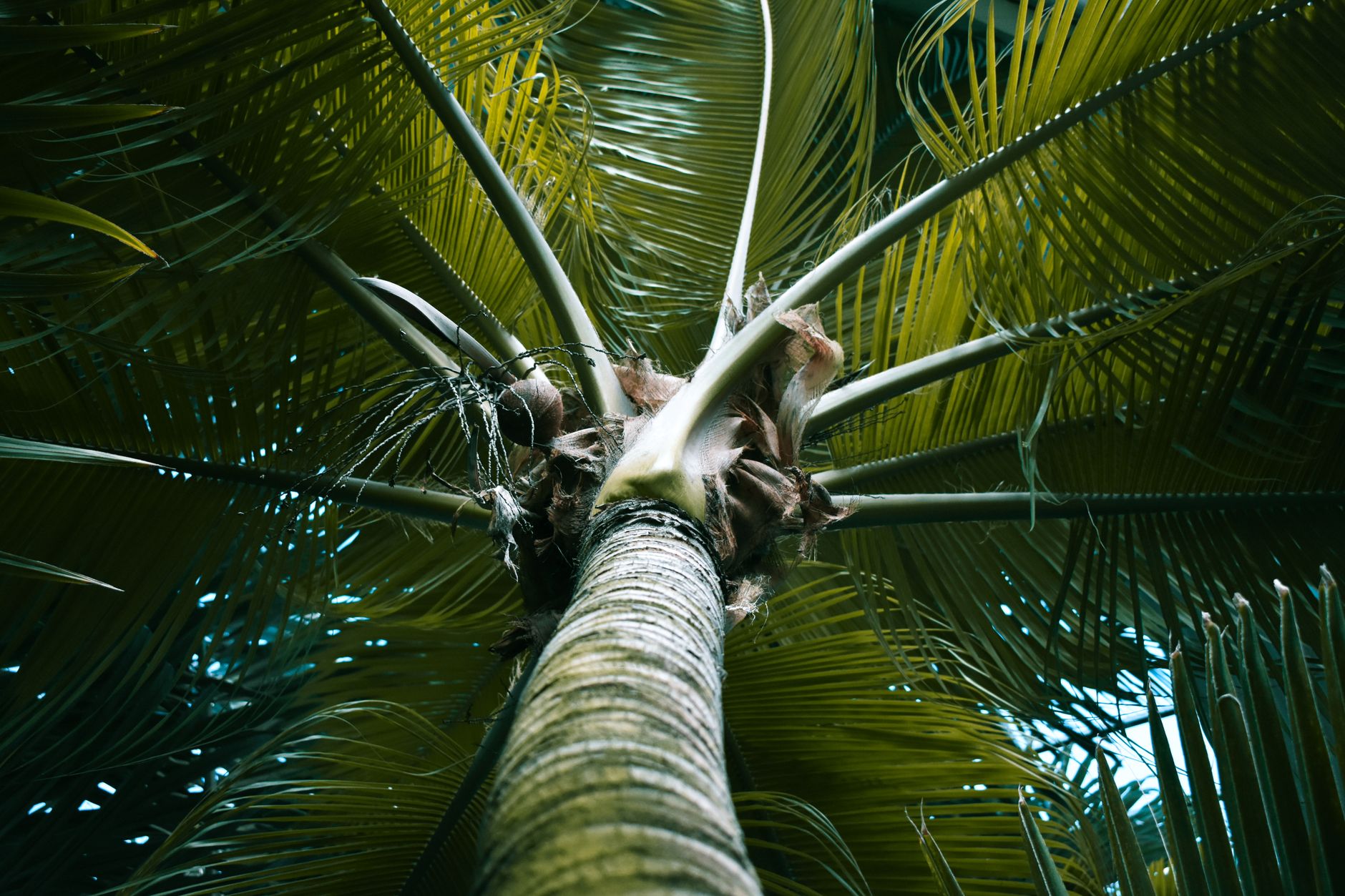 Mladá Cocos nucifera v kvetináči pri okne